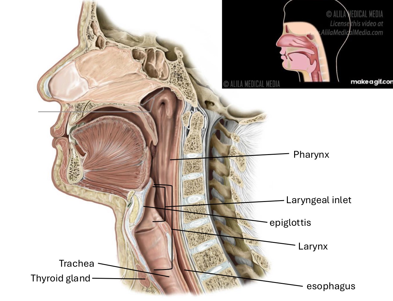 knowt flashcard image