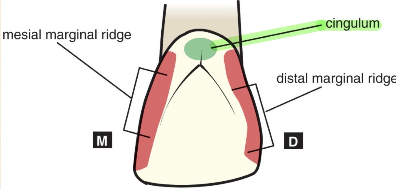 <p>Bulge of enamel on cervical third of lingual surface</p>