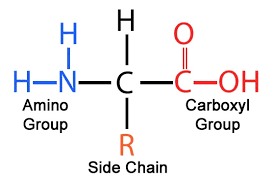 <p>Amino Acid structure </p>