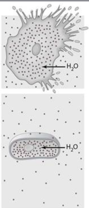 <p>The cells illustrated in Figure 3.1 are in a(n) ________ environment.</p><p><span>hypertonic</span><br><br><span>passive</span><br><br><span>isotonic</span><br><br><span>hypotonic</span><br><br><span>fluid mosaic</span></p>