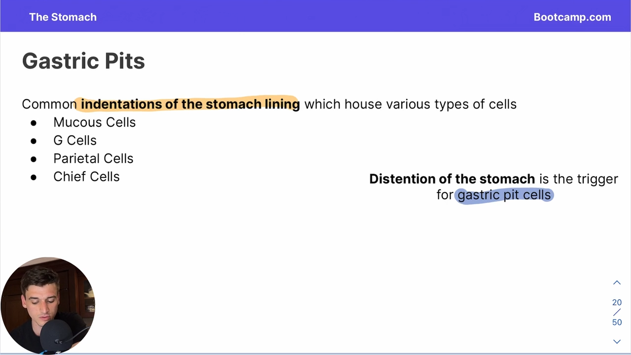 <p>distension of the stomach </p>