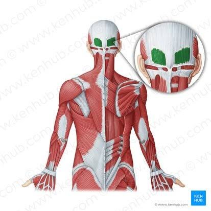 <p>What is the muscle highlighted in green</p>