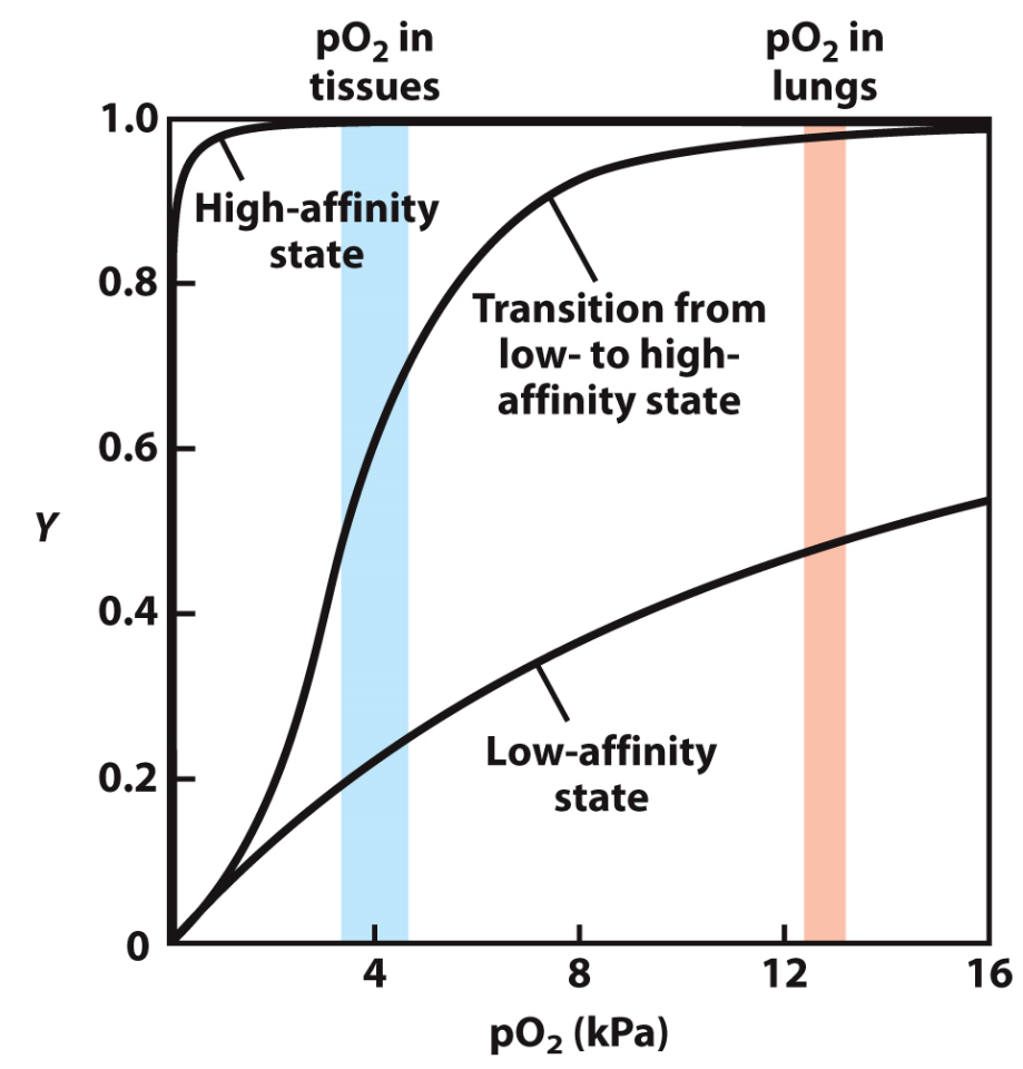 <ul><li><p>QUANTERNARY STRUCTURE </p></li><li><p><strong>four</strong><span>&nbsp;polypeptide chains (two alpha chains, two beta chains). Each is very similar in sequence and structure to myoglobin.</span></p></li><li><p><span>picks up oxygen from the lungs and transports it to tissues, where it hands it off to myoglobin</span></p></li><li><p><span>Haemoglobin's structure is critical to its function. Binding of oxygen to one subunit increases its affinity for oxygen in the other subunits. This occurs due to structural changes in the molecule. </span></p><ul><li><p><span>Without oxygen, haemoglobin is said to be in the "</span><strong>T state</strong><span>" (think "tense"; it's really tense because it's desperate to have oxygen)</span></p></li><li><p><span>When oxygen binds, there is a subtle shift in the conformation of the surrounding amino acids, and it shifts to the "</span><strong>R state</strong><span>" (think "relaxed"; it can breathe a sigh of relief now it has oxygen!)</span></p></li><li><p><span>This is a really subtle change, but it has a knock-on effect to the adjacent subunits, making them more amenable to oxygen binding</span></p></li><li><p><span>This is known as </span><strong>cooperativity</strong><span>, or</span><strong>&nbsp;cooperative binding</strong><span>. Binding of a ligand (in this case oxygen) to one subunit impacts the ability of another subunit to bind. In this case, the impact is positive</span></p></li><li><p><span>What's the point of all this? It means that haemoglobin is more likely to bind oxygen when it is in plentiful supply (in the lungs) but will release that oxygen when it is in an environment of lower oxygen concentration (the tissue). It allows a trade-off in affinity for oxygen, aiding its function.</span></p></li></ul></li></ul><p></p><p>The Graph </p><ul><li><p>The "High-affinity state" line depicts the situation if haemoglobin permanently adopted a high affinity (i.e. a high capacity to bind) oxygen. Even in the low-oxygen environment of tissues it would still be holding on tight to oxygen, preventing it from effectively reaching the cells of the tissue.</p></li><li><p>The "Low-affinity state" line depicts a situation if haemoglobin always had a low affinity (i.e. a low capacity to bind) for oxygen. If this were the case, it would readily let go of oxygen in tissue (desirable), but wouldn't be able to acquire much oxygen in the lungs (undesirable)</p></li><li><p>The reality is that due to cooperativity of binding, haemoglobin can shift between high-affinity (in the lungs) to low-affinity (in the tissue), all due to the amount of oxygen in the environment. This is shown in the middle line labelled "Transition from low- to high-affinity state".</p></li></ul><p></p>