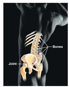 <p>Bones and joints.</p>