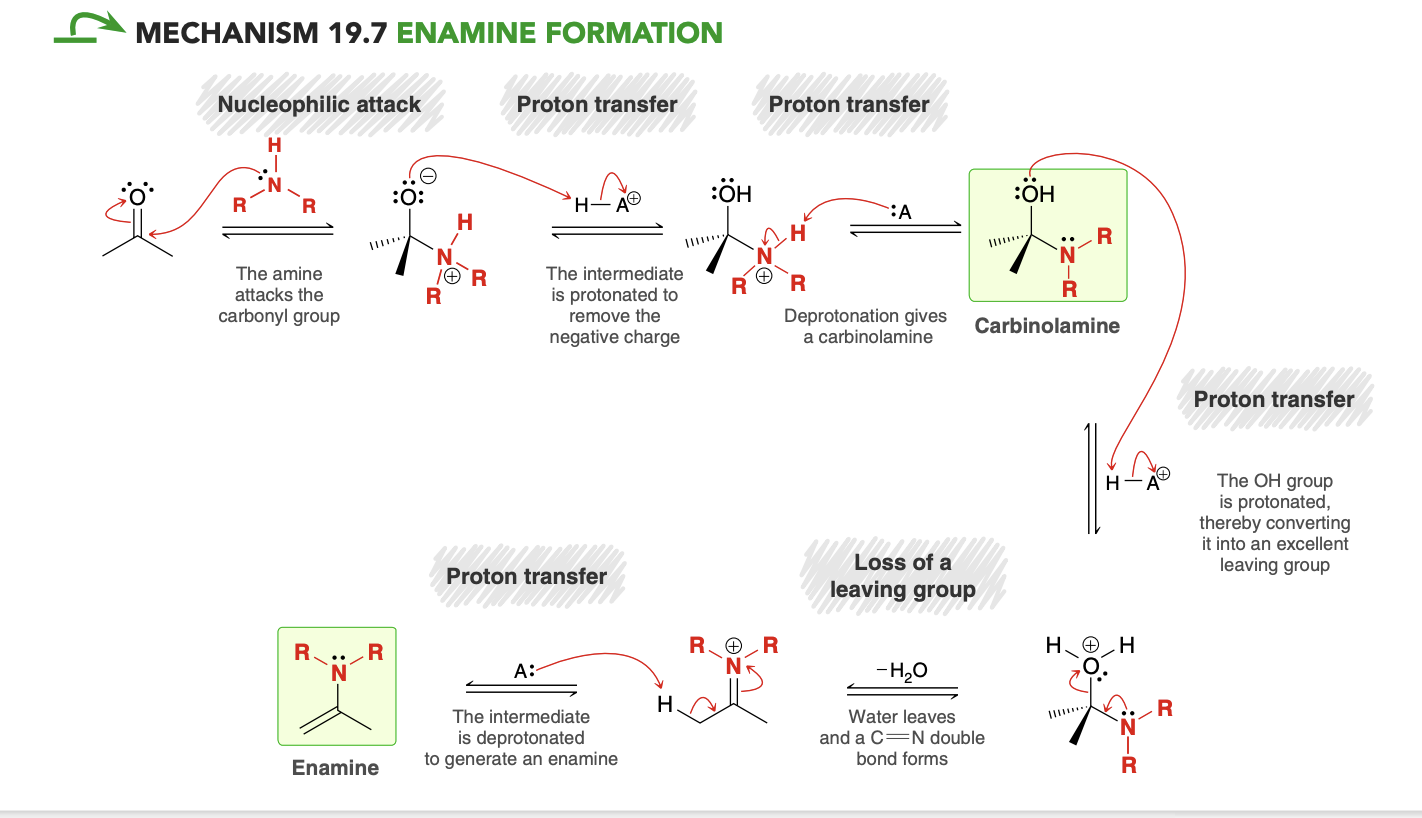 <p>Identical to mechanism for imine formation except for the last step</p>