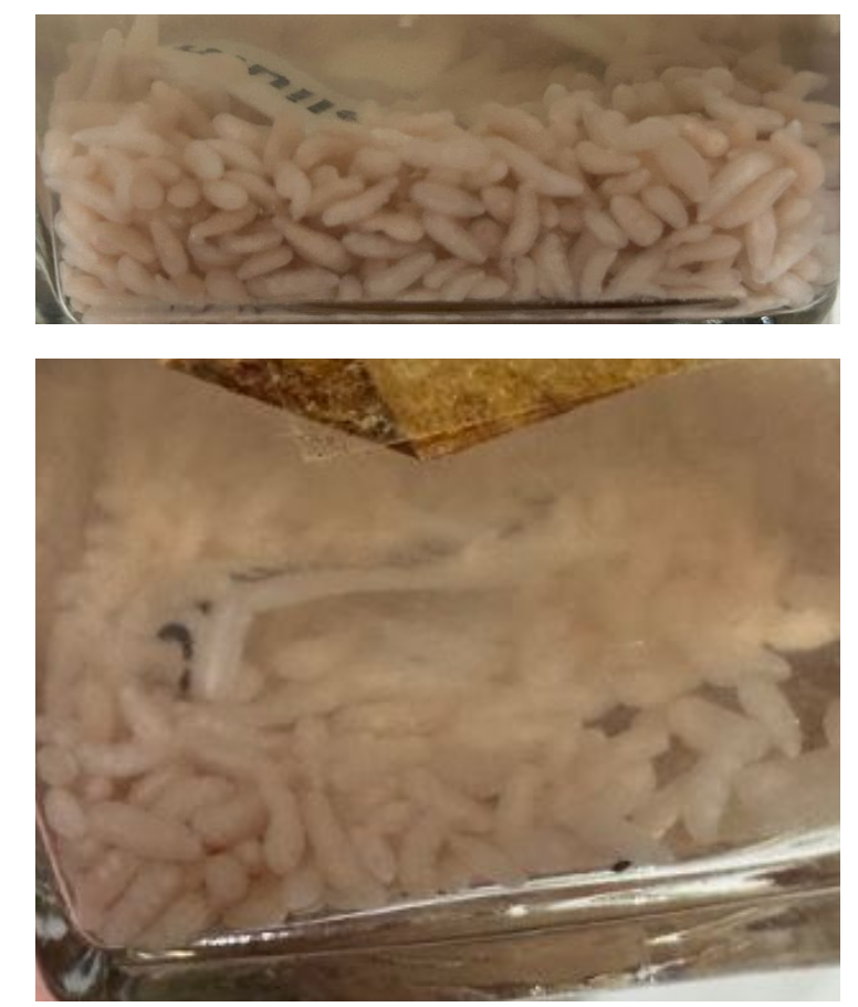 <p>*extremely small, bagoong-like</p><p>Identification:</p><p>Common name:</p><p>Organ loc:</p><p>Intermediate Host:</p><p>Definitive Host:</p><p>Family:</p>