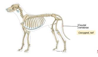 <p>C. Coccygeal (tail)</p>