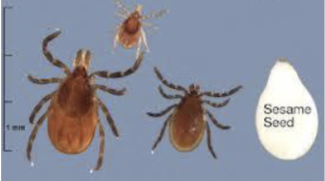 <p>What is the common name of this tick?</p>