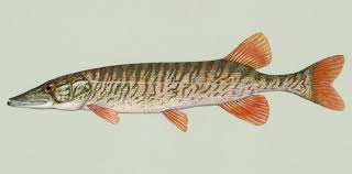 <p>Esox americanus vermiculatus</p><p>Shorter snout</p><p>Black, curved tear drop below eye</p><p>Blotches/vertical line</p>