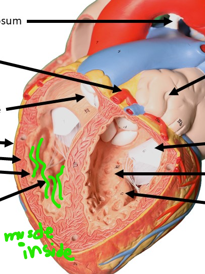 <p>inside ventricle walls</p>