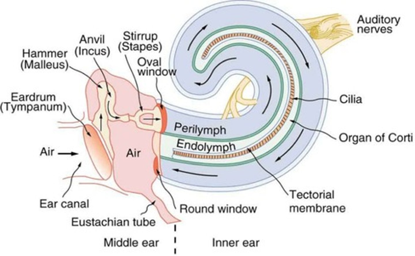<p>Pertaining to sound or hearing</p>