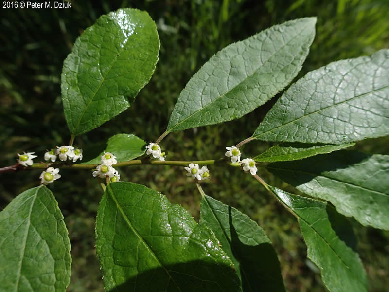 <p>Ilex verticillata</p>