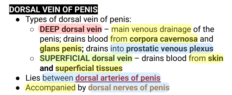 <p>Dorsal Vein of Penis</p>