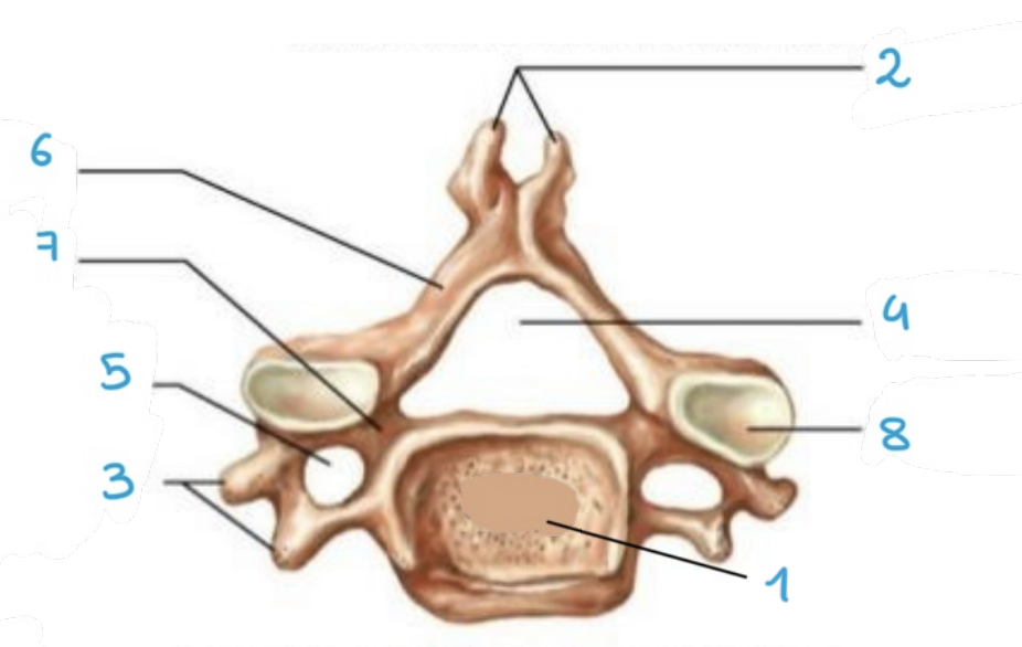<p>identify structure #2 of the <strong>cervical</strong> vertebrae </p>