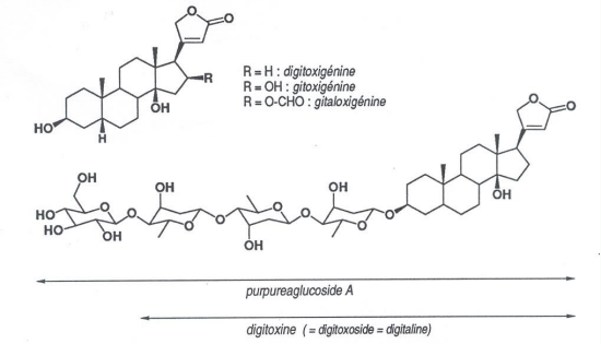 <ul><li><p>para passar de digitoxigenina para gitoxigenina (H → OH)</p></li><li><p>D → aD (acetilação ou desacetilação caso seja ao contrário)</p></li><li><p>para retirar açucares beta-glucosidase</p></li></ul><p></p>