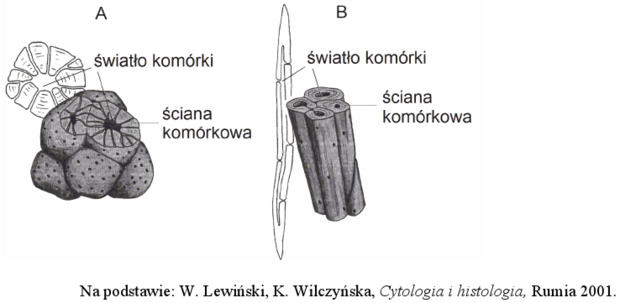 <p>związek między budową przedstawionych komórek a ich funkcją</p>