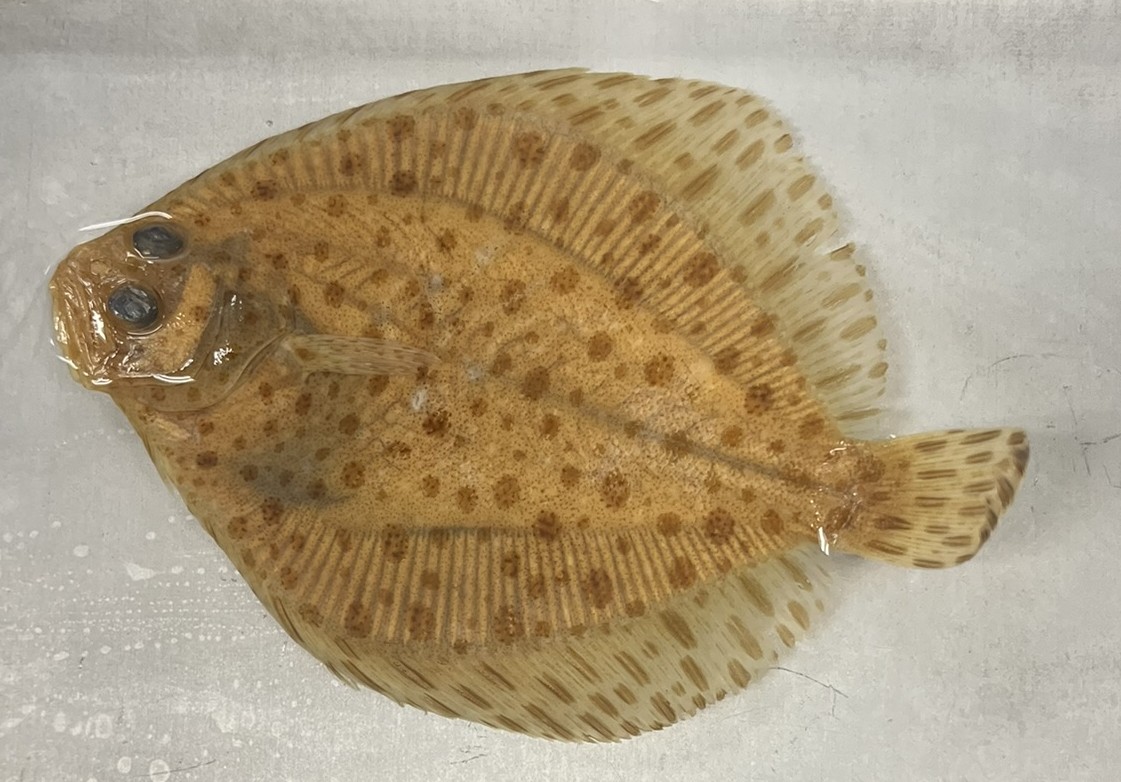 <p>Family Scophthalmidae (turbots) - <em>Scophthalmus aquosus</em></p>