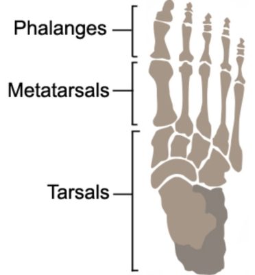 <p>ankle region</p>