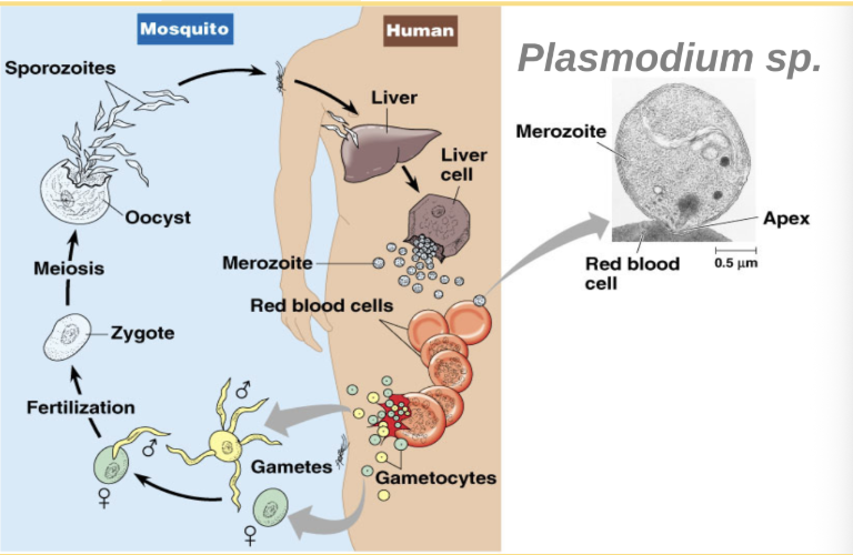 <p><strong>Sporozoite → Cryptozoite → Merozoite → Gametocyte</strong></p><ul><li><p>Sporozoite → <strong>mosquito</strong></p></li><li><p>Cryptozoite → <strong>liver</strong></p></li><li><p>Merozoite → <strong>red blood cells</strong></p></li><li><p>Gametocyte → <strong>mosquito</strong></p></li></ul><p></p>