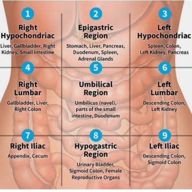 <p><span>o Right and left hypochondriac regions<br>o Epigastric region<br>o Right and left lumbar regions<br>o Umbilical region<br>o Right and left iliac or inguinal regions<br>o Hypogastric region</span></p>