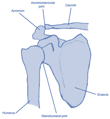 <p>The clavicle and scapula.</p>