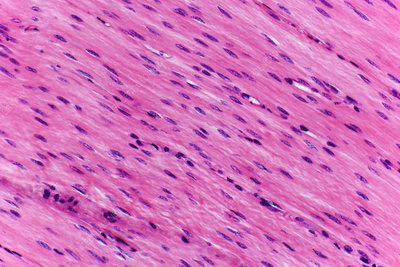 <p>what type of tissue is this?</p>