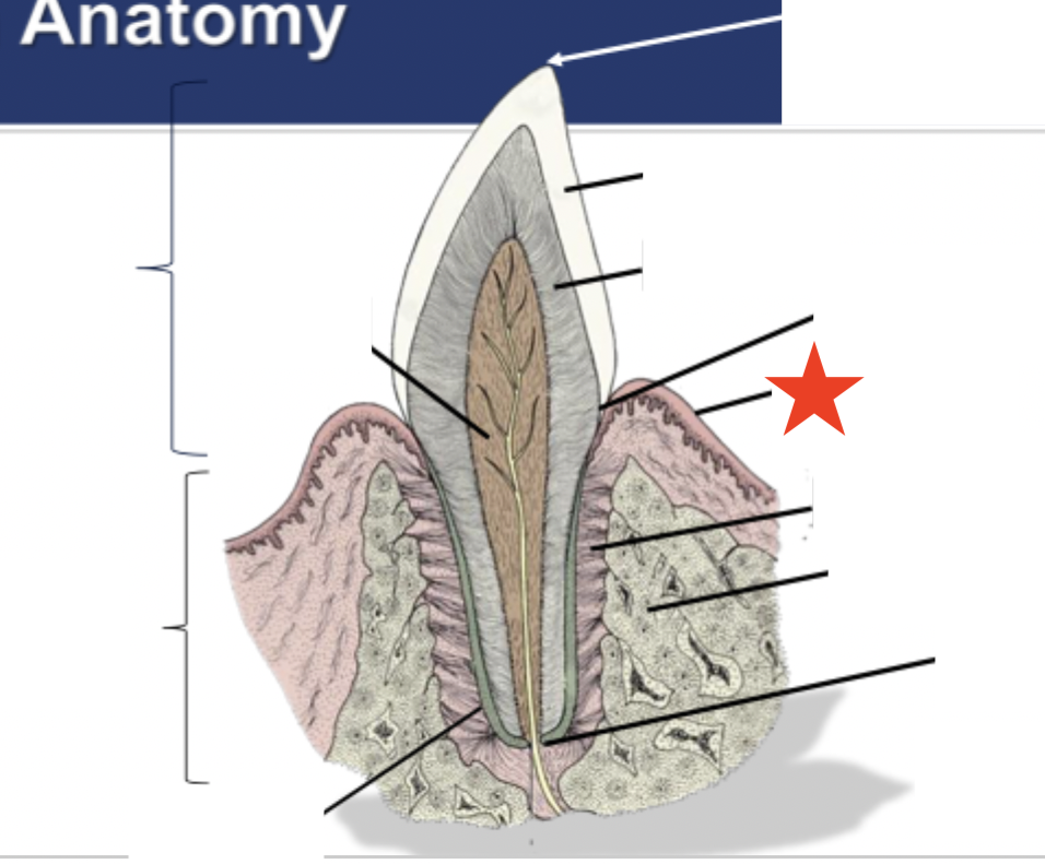 <p>What part of the tooth is indicated by the star?</p>