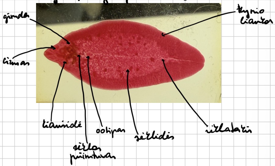 <p>Kepenine siurbike - fasciola hepatica (lytiniu organu sistema</p>