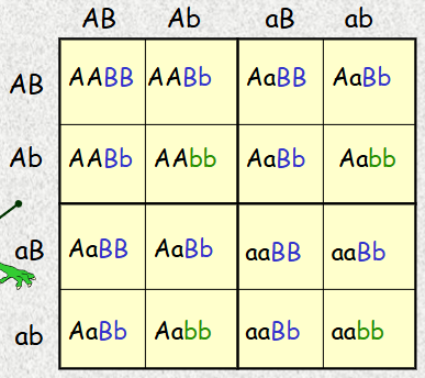 <p>This is an example of two traits in a punnet square, called a _______ _____. </p>