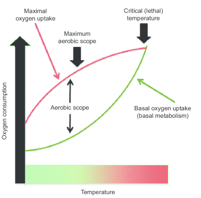 <p>capacity of an organism to increase its aerobic rate above maintenance level </p><ul><li><p>aerobic scope = MMR - BMR</p></li></ul><ul><li><p>it determines how much excess energy is available for growth and reproduction</p></li></ul><p></p>
