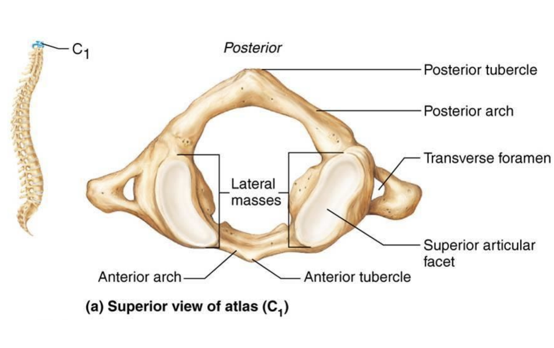 <p>The Atlas</p>