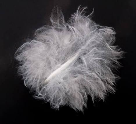 <p>Down Feathers</p>