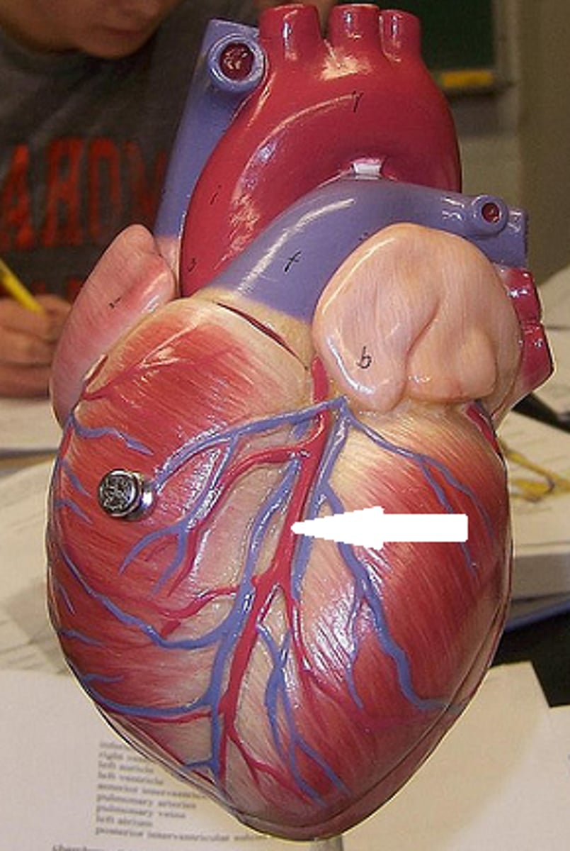 <p>identify the groove</p>