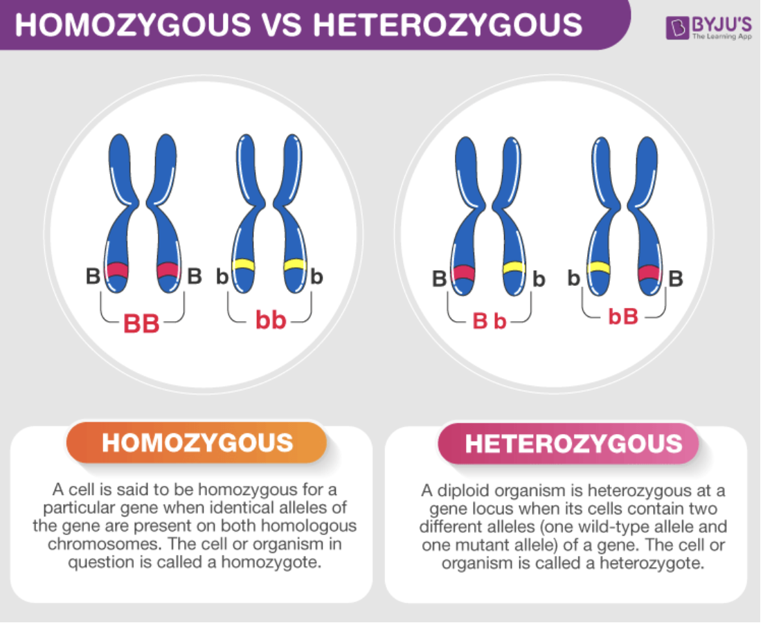 <p><span>Two identical alleles</span></p><p>Two different alleles</p>