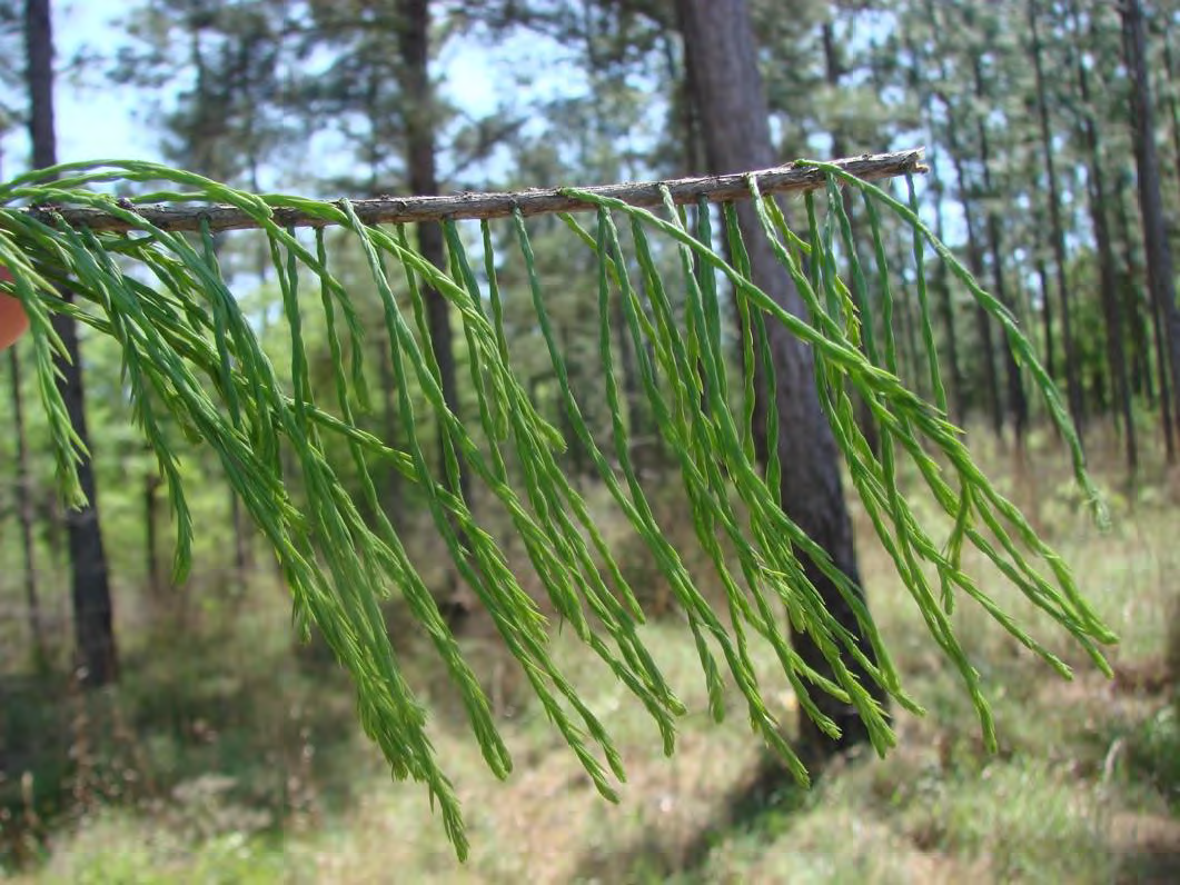 <p>•</p><p>Cupressaceae</p><p>•</p><p>Similar to T. distichum</p><p>•</p><p>Deciduous conifer</p><p>•</p><p>Wet habitats</p><p>•</p><p>Key Characters:</p><p>•</p><p>Appressed needles</p>
