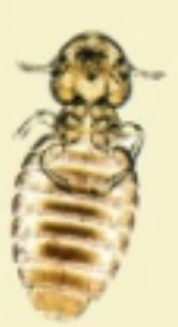 <p>what is it (scientific name - horse)</p>