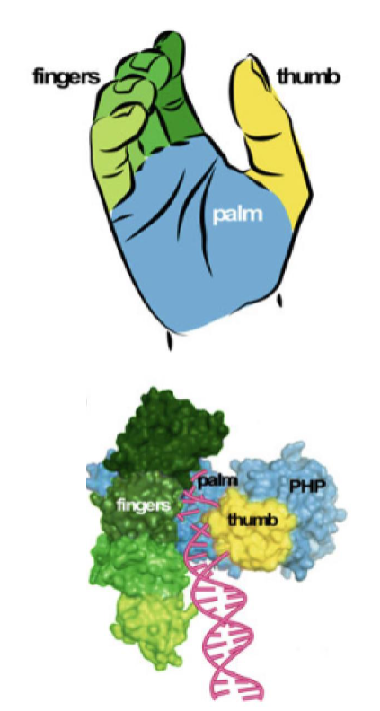 <p>What is the function of the fingers in DNA polymerase?</p>