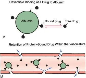 <p>Describe drug-protein binding interactions. </p>