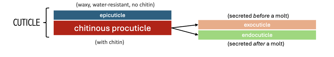 <ol><li><p>Tagmata</p></li><li><p>Appendages</p></li><li><p>Hemocoel</p></li><li><p>Nervous System</p></li><li><p>Respiratory System</p></li></ol><p></p>