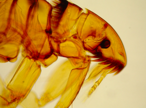 <p>What organism is this?</p>