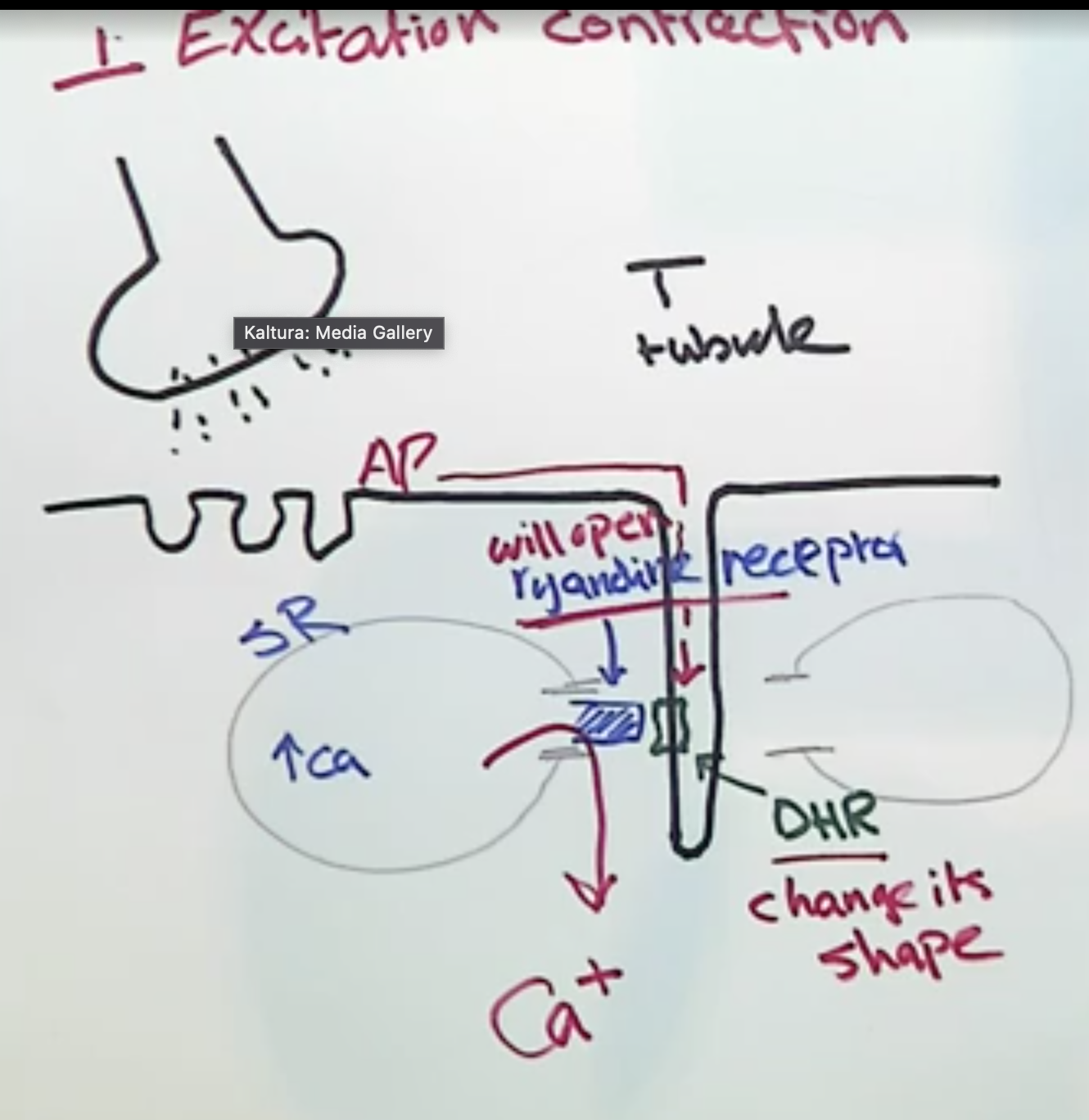 <ol><li><p>neuromuscular junciton</p></li><li><p>steps</p><ol><li><p>neurotransmitter activates muscle → AP travels down T tuble until it reaches voltage gated dihydrothymidine receptor (DHR)</p></li><li><p>AP causes DHR to change shape → ryandine receptor to open (mechanically gated)</p></li><li><p>ryandine receptor opens → Ca+ exits lateral sacs of sarcoplasmic reticulum</p></li></ol></li><li><p>gate on sarcoplasmic reticulum</p></li><li><p>cross-bridge cycle</p></li></ol><p></p>