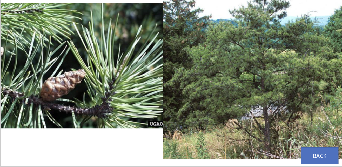 <p>What tree is this?</p>