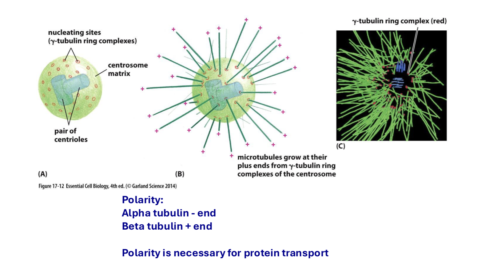 <p>centrosomes made of gamma tubulin + pair of centrioles → alpha tubulin end (-) binds to gamma tubulin → beta tubulin (+) grows out (polarity is KEY for protein transport)</p>
