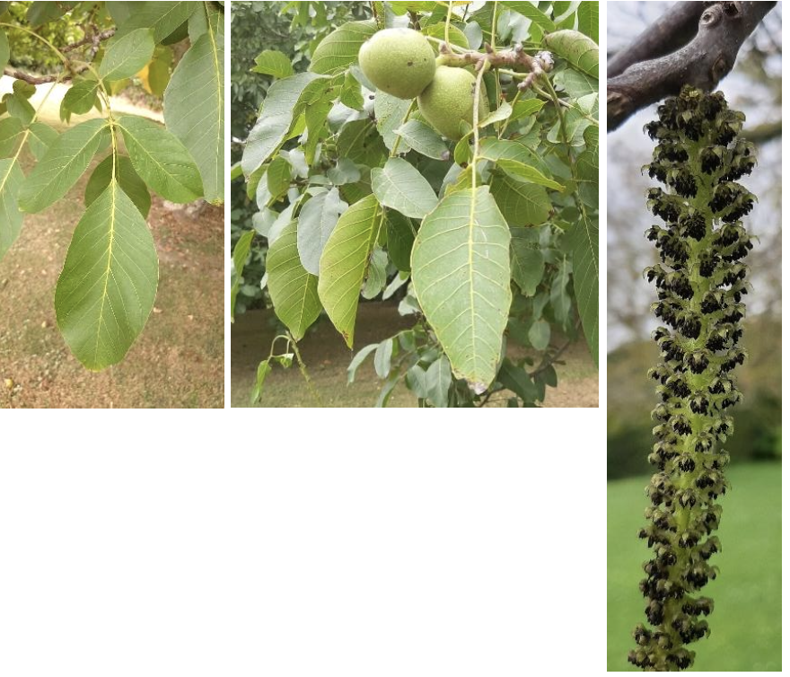 <p><strong>Plant family:</strong> Juglandaceae<br><strong>Life cycle:</strong> Perennial<br><strong>Key persistence / spread:</strong> Seed and grafted cultivars<br><strong>Farming systems:</strong> Nut orchards</p><p><strong> How to identify</strong></p><p>This is a large deciduous tree with an open, spreading canopy. Branches are thick and widely spaced.</p><p>Leaves are large and compound, made up of several oval leaflets arranged along a central stalk. Leaves emit a strong smell when crushed.</p><p>Flowers are produced separately as male catkins and inconspicuous female flowers. Wind pollination is dominant.</p><p>Fruits develop within a thick green husk that later splits to reveal a hard shell.</p>
