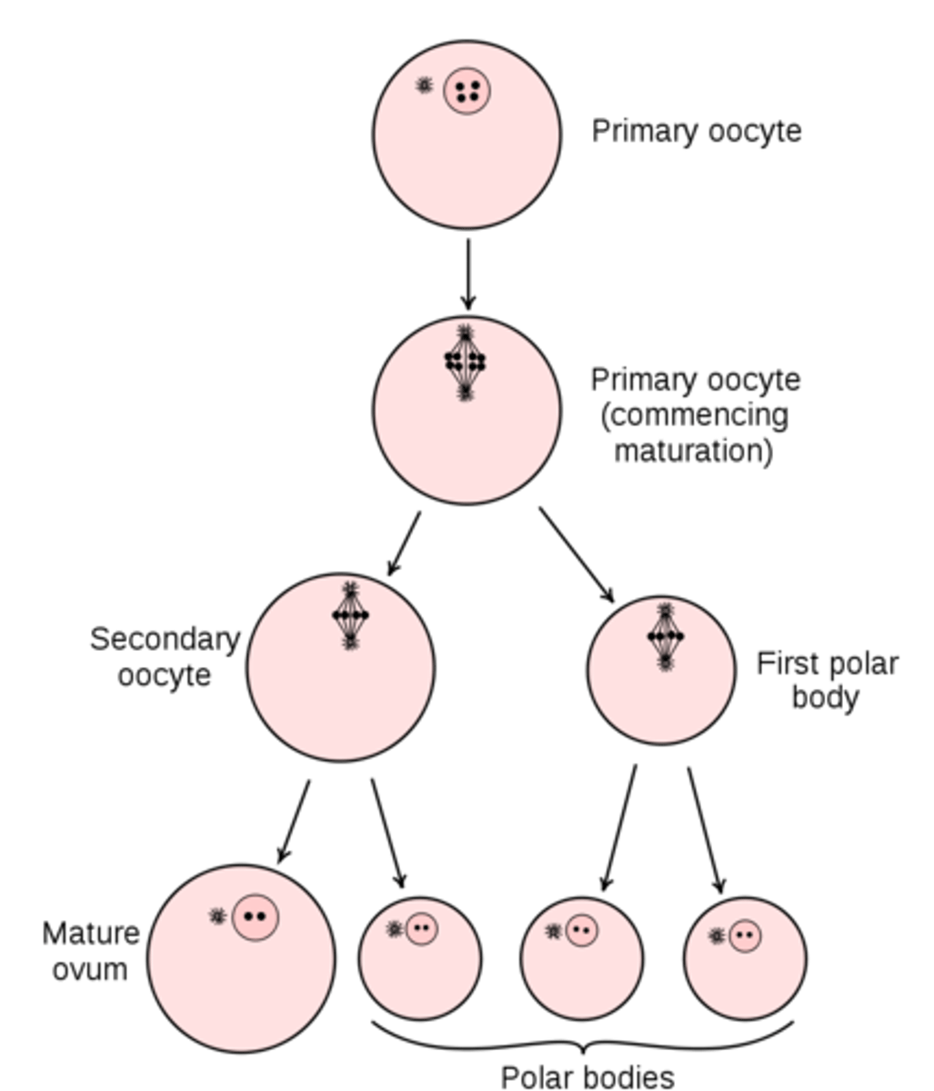 <p>a large secondary oocyte and a small polar body</p>