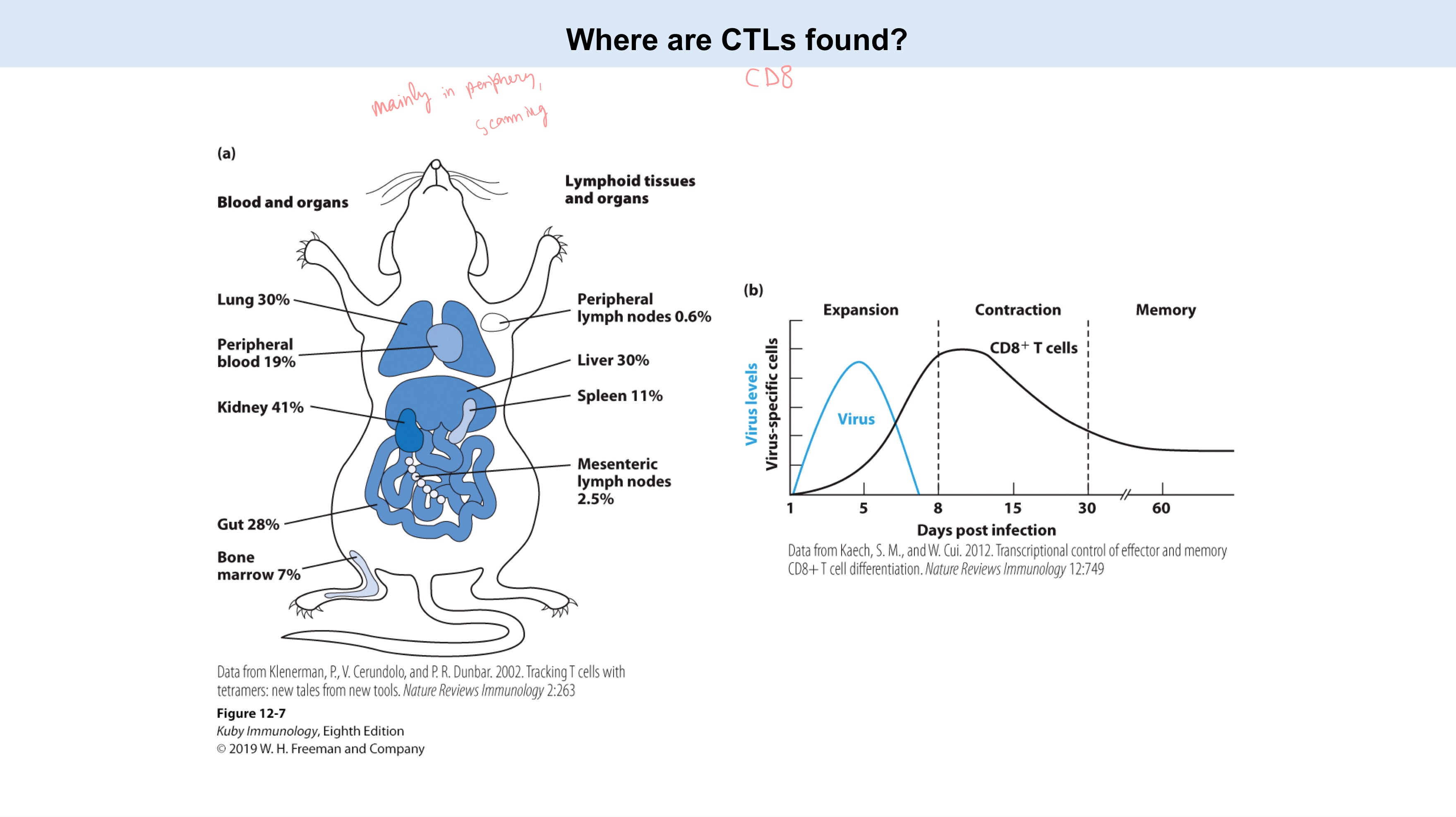 <p>Where are CTLs/activated CD8<sup>+</sup> T found?</p>