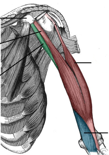 <p>ID muscle and innervation (blue)</p>