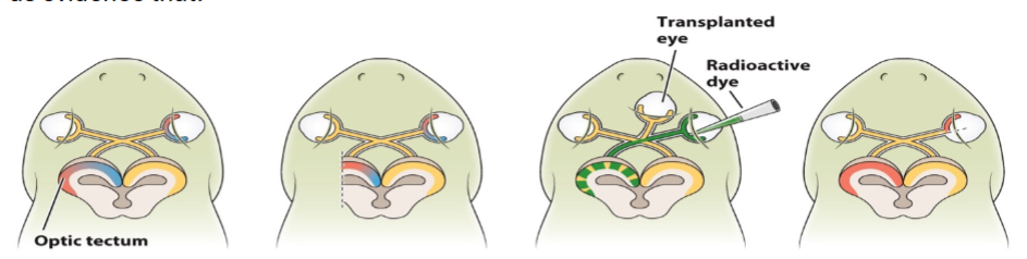 <p>The following graphical representation of Sperry's experiments on frog's eyes gives us evidence that:</p>