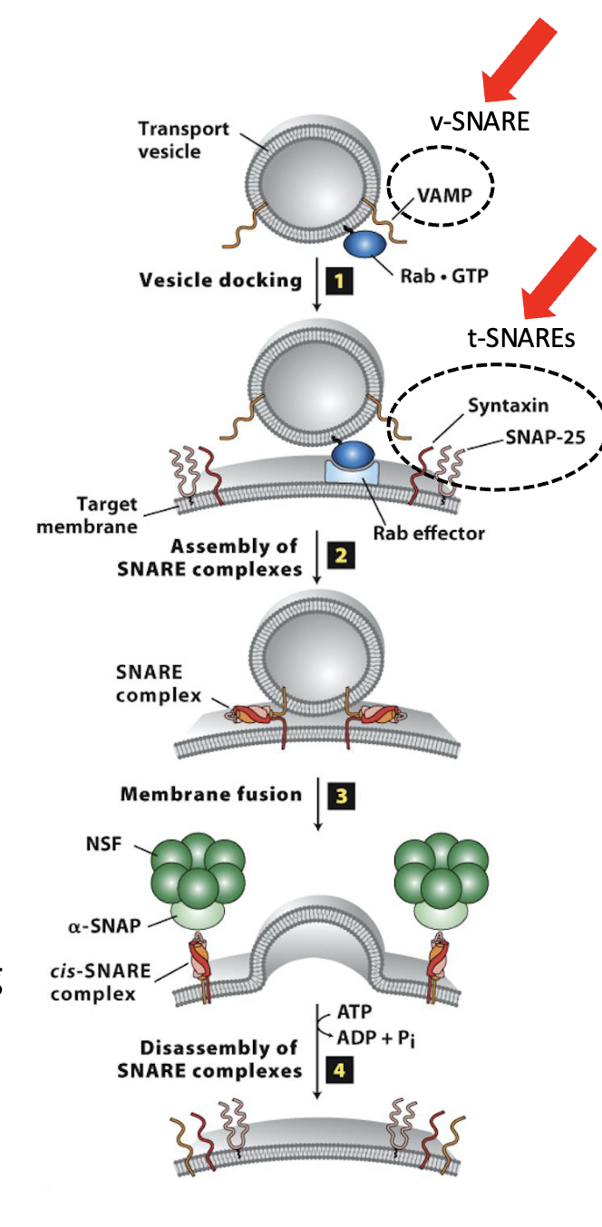 <p>Assembly of the SNARE complexes</p><ol><li><p>After docking of the vesicle, SNARE protein interactions brings membranes close together for fusion</p></li></ol><ol start="2"><li><p>SNARE motifs in both v-SNAREs and t-SNAREs interact to form stable SNARE complex</p></li><li><p>pulls vesicle and target membranes close together</p></li></ol><p></p>