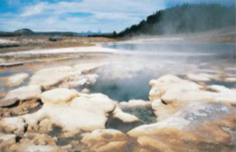 <p>[___] is a bacteria that thrives in sulfuric-rich, acidic hot springs and soils</p><ul><li><p>oxidize sulfur to sulfuric acid</p></li><li><p>requires pH between 1-6</p></li><li><p>grow above 50C to 85C</p></li></ul><p></p>